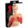 Gants longs unisexe en latex (rouge) - M